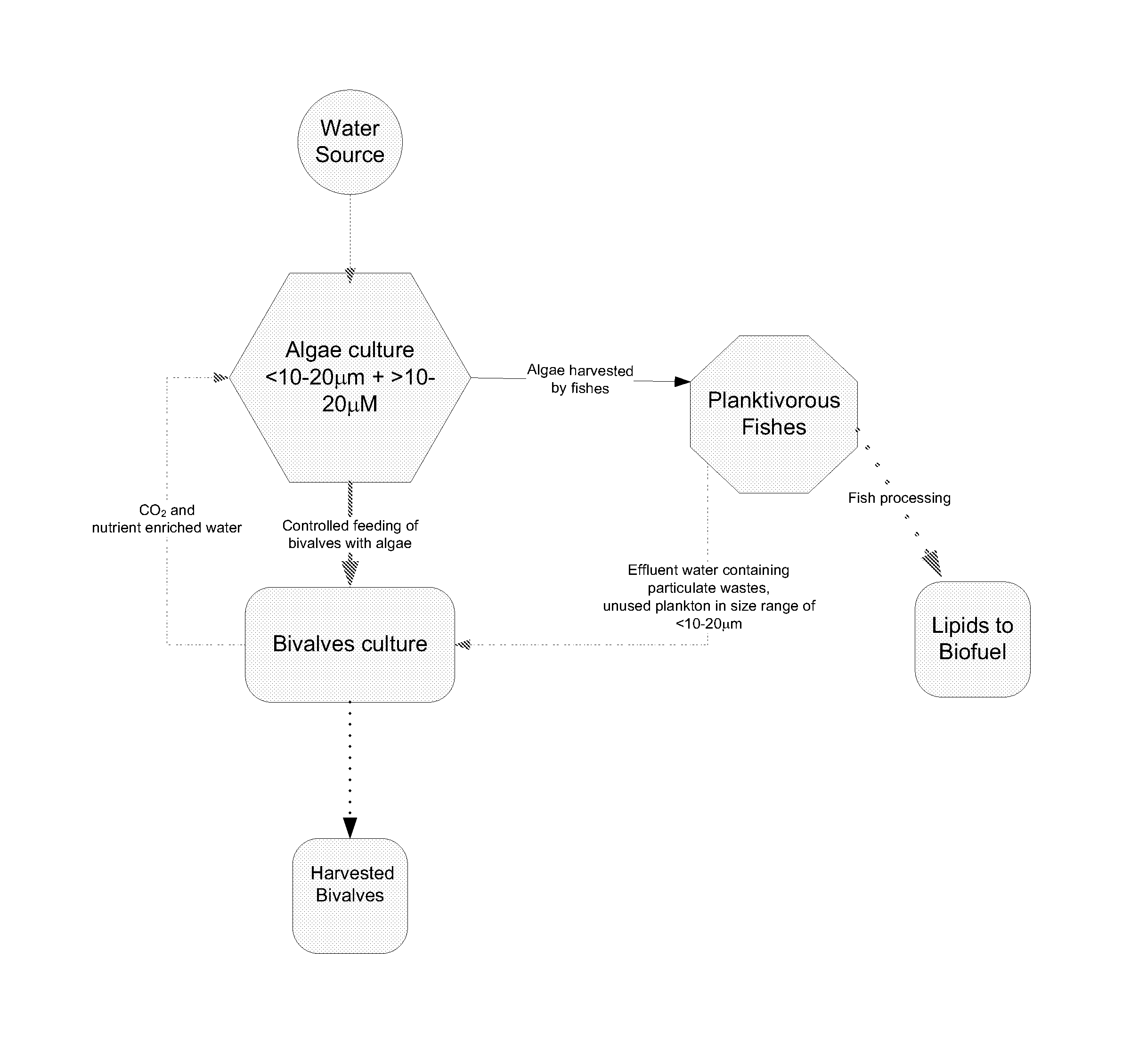 Systems and methods for culturing algae with bivalves