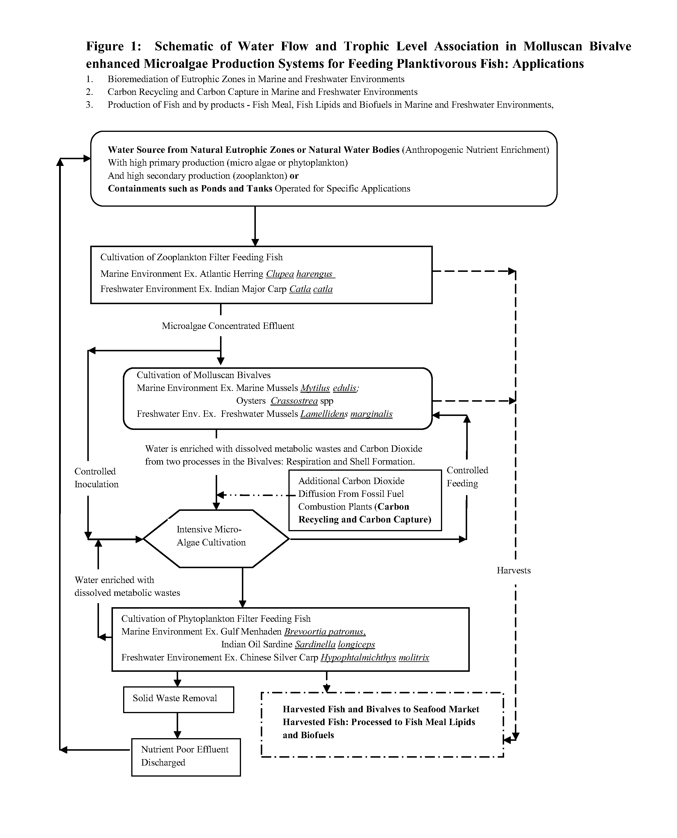 Systems and methods for culturing algae with bivalves