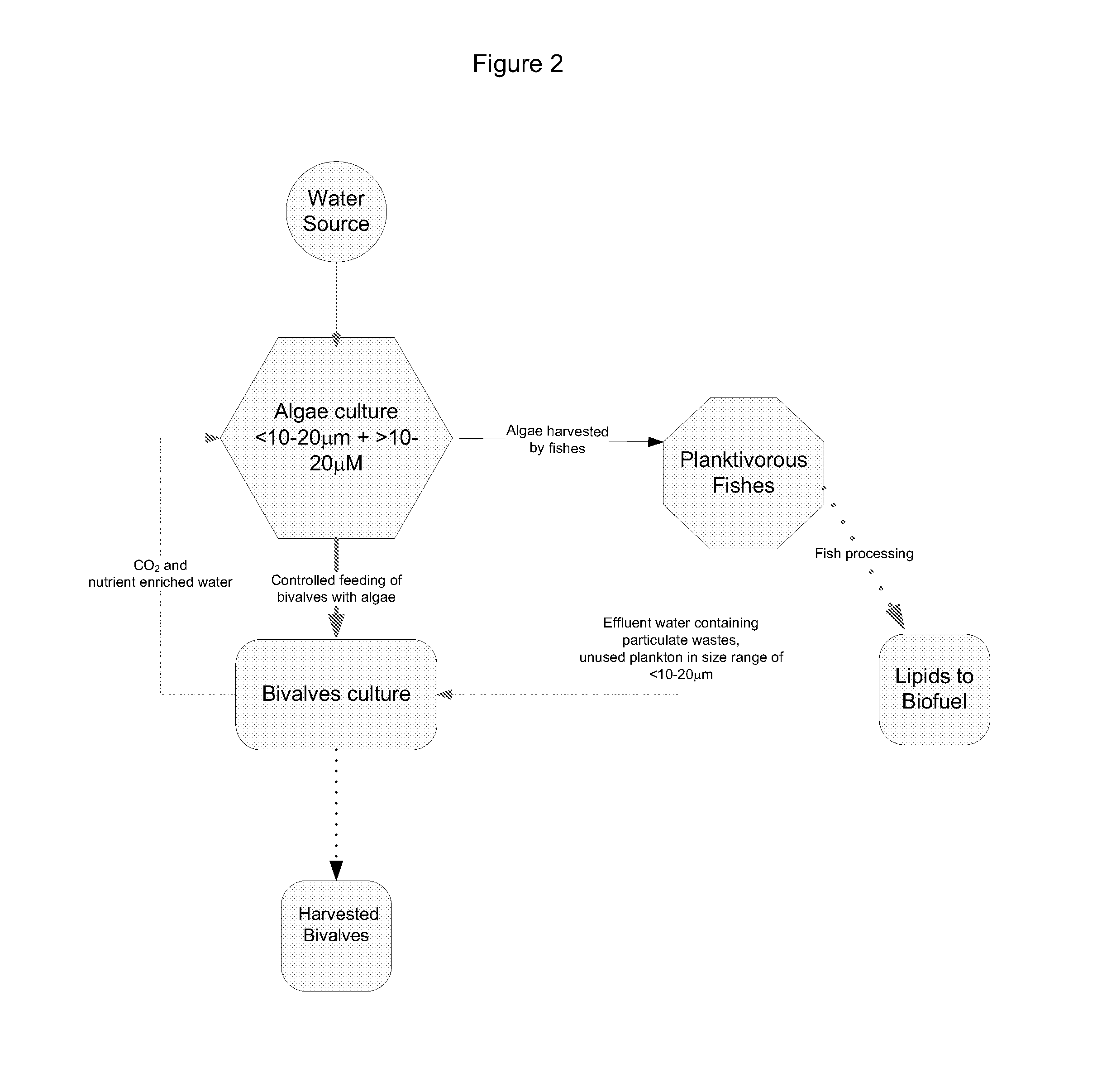 Systems and methods for culturing algae with bivalves