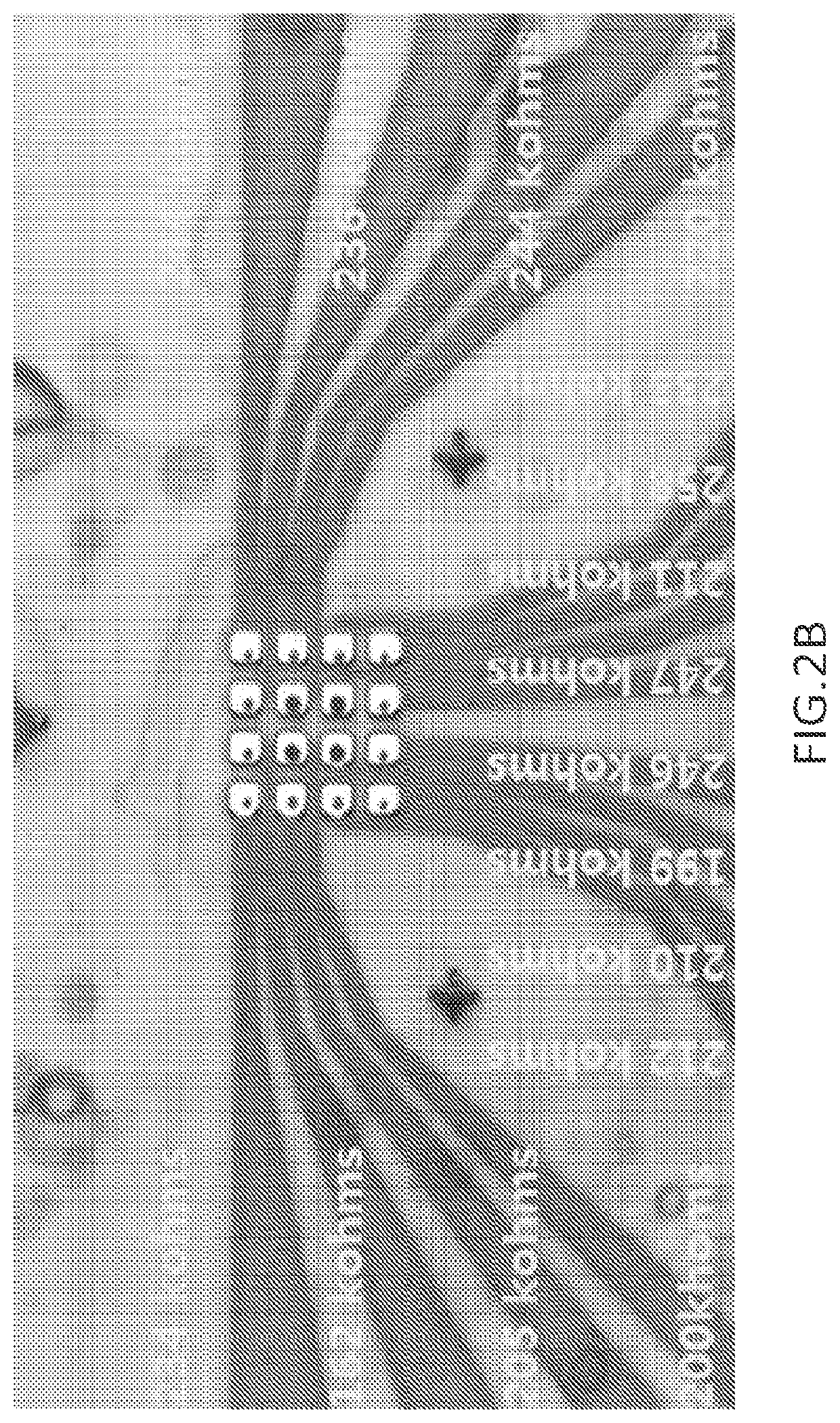 Method for forming a multielectrode conformal penetrating array