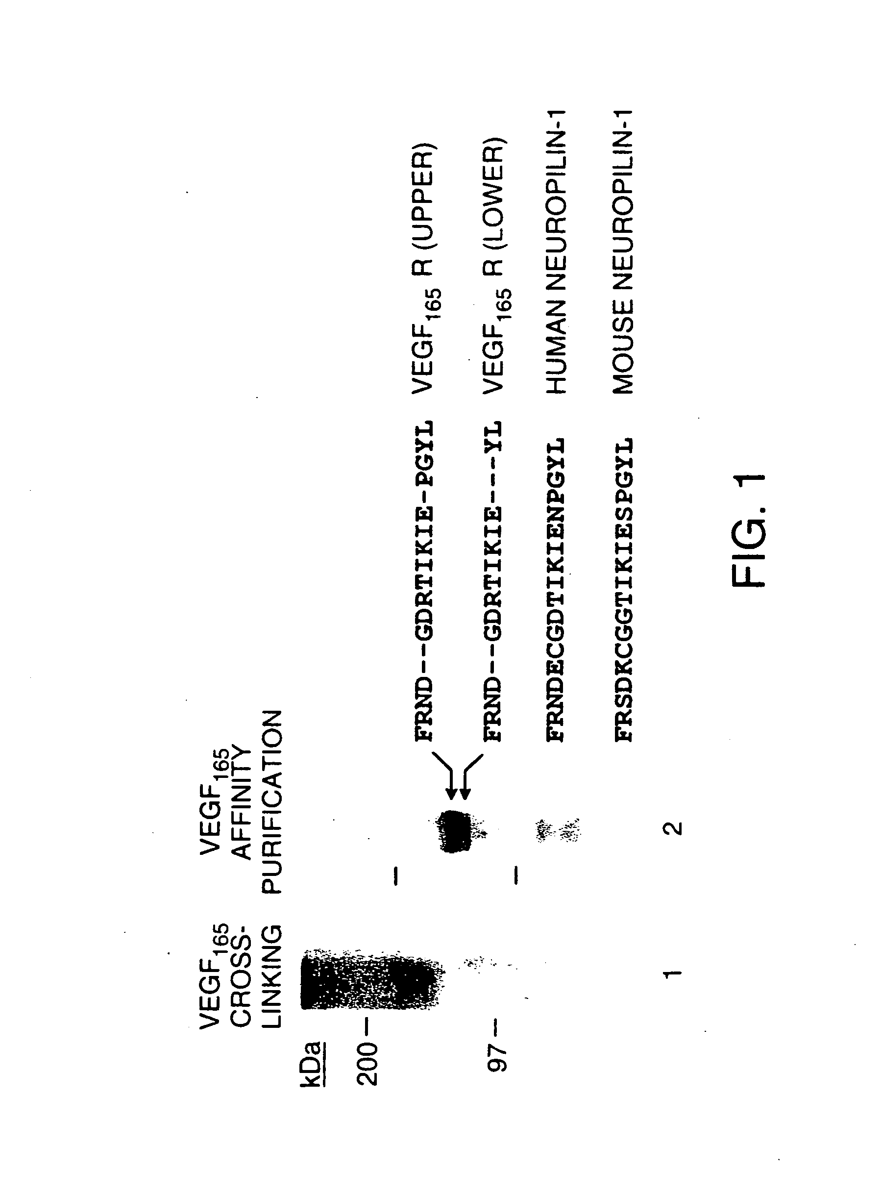 Antagonists of neuroplin receptor function and use thereof