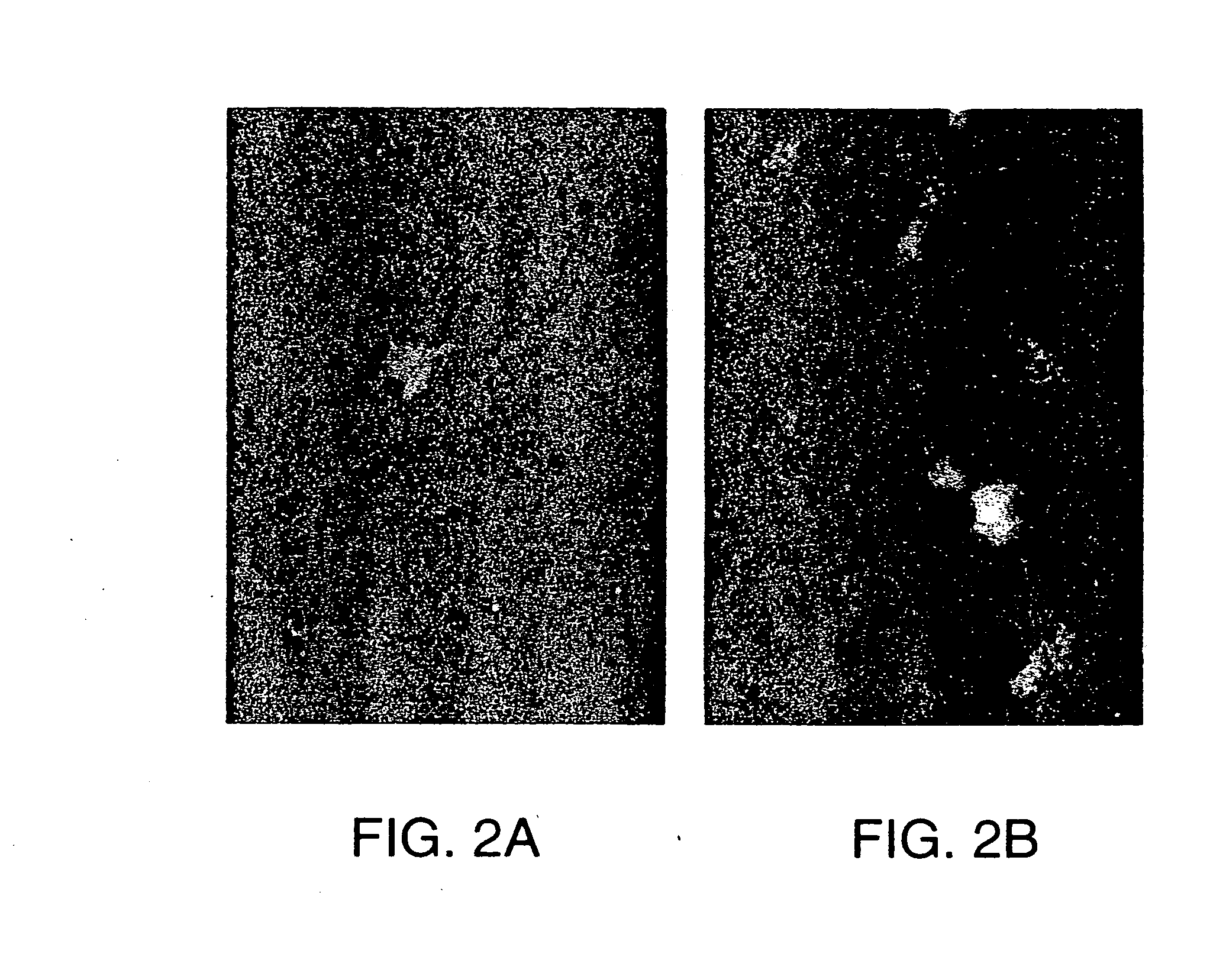 Antagonists of neuroplin receptor function and use thereof