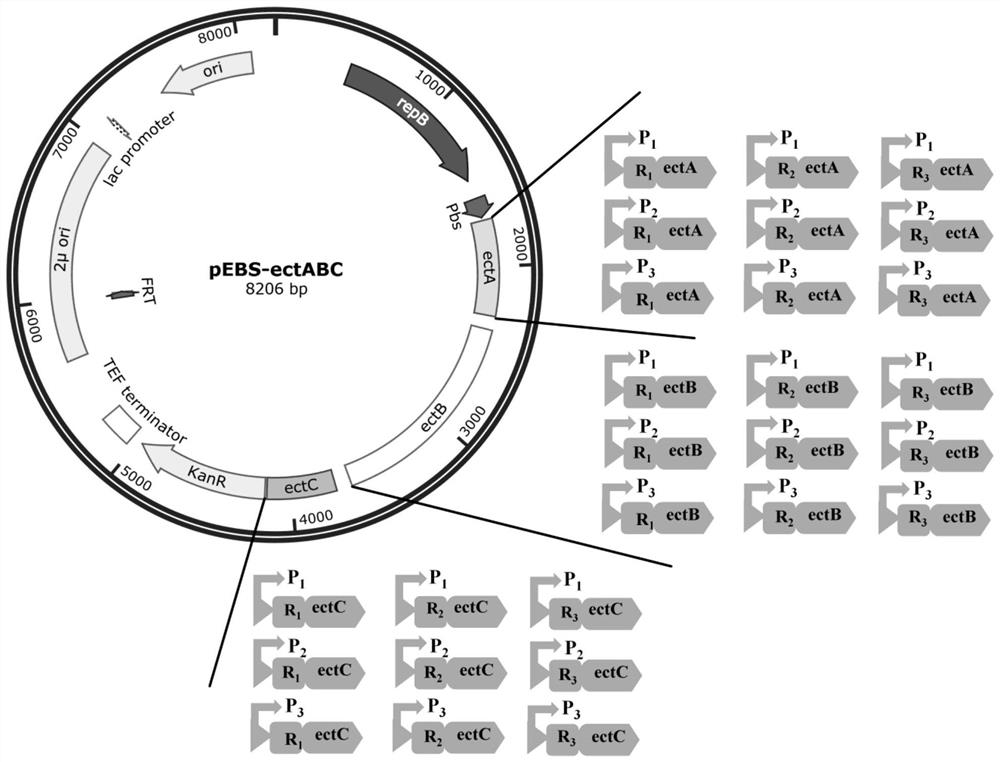 Saccharomyces cerevisiae engineering strain for synthesizing ectoine through fermentation