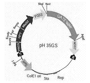 Key gene PeWOX11b for adventitious root development of poplar and application of key gene PeWOX11b