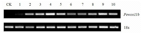 Key gene PeWOX11b for adventitious root development of poplar and application of key gene PeWOX11b