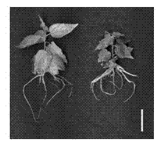 Key gene PeWOX11b for adventitious root development of poplar and application of key gene PeWOX11b