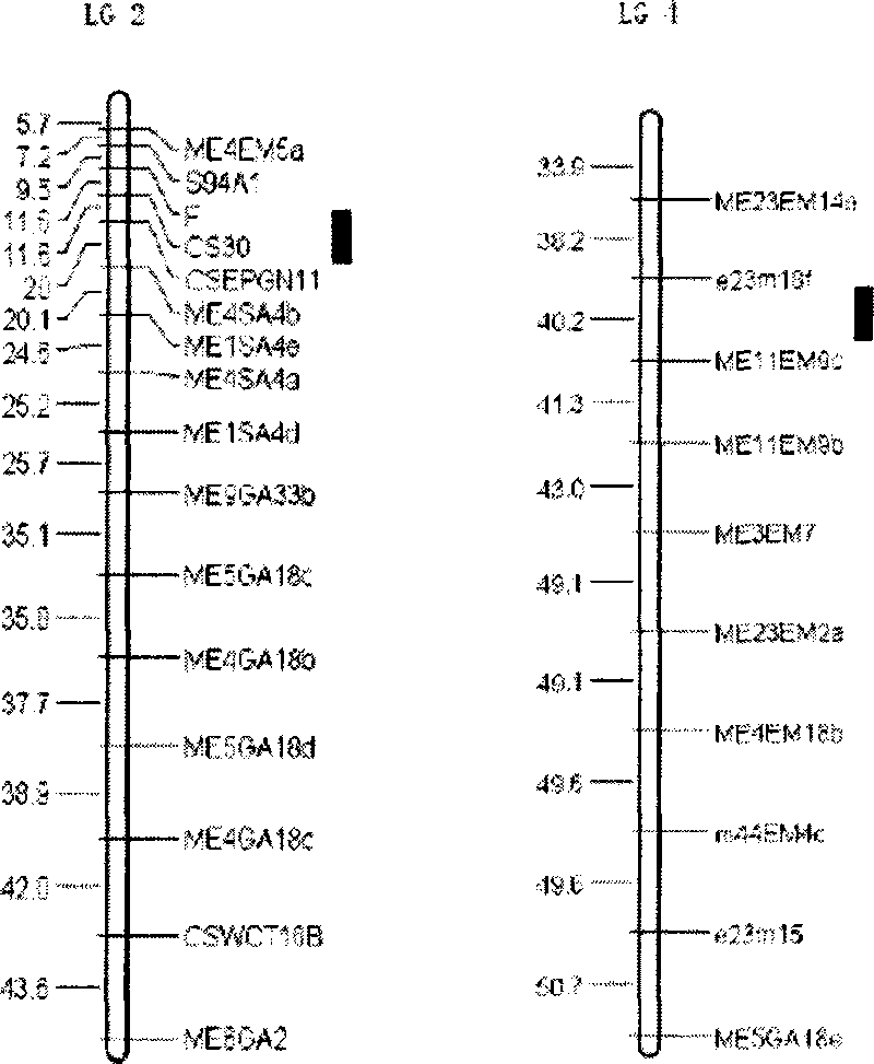 Cucumber powdery mildew resistance main effect QTL compact linkage molecule labeling method and applying method