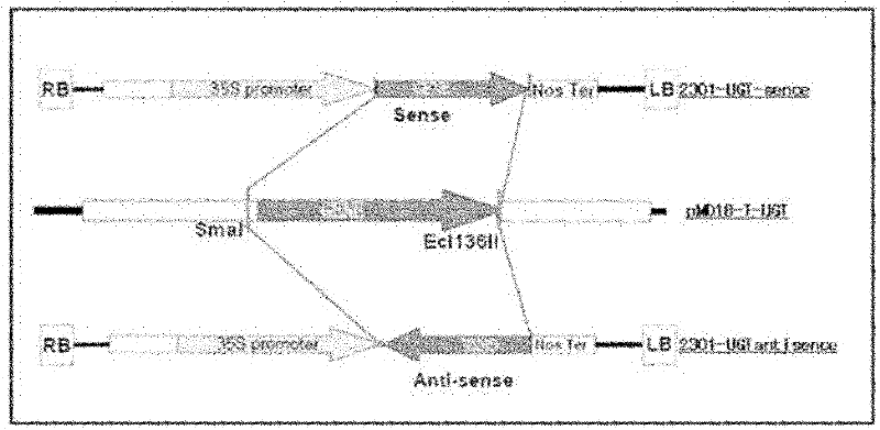 Method for improving plant drought hardiness