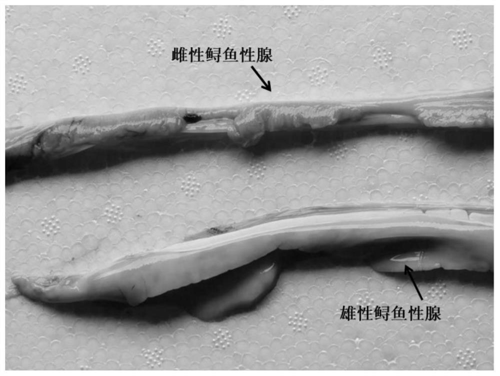 Method for rapidly and accurately identifying sturgeon sex