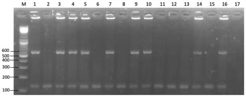 Method for rapidly and accurately identifying sturgeon sex