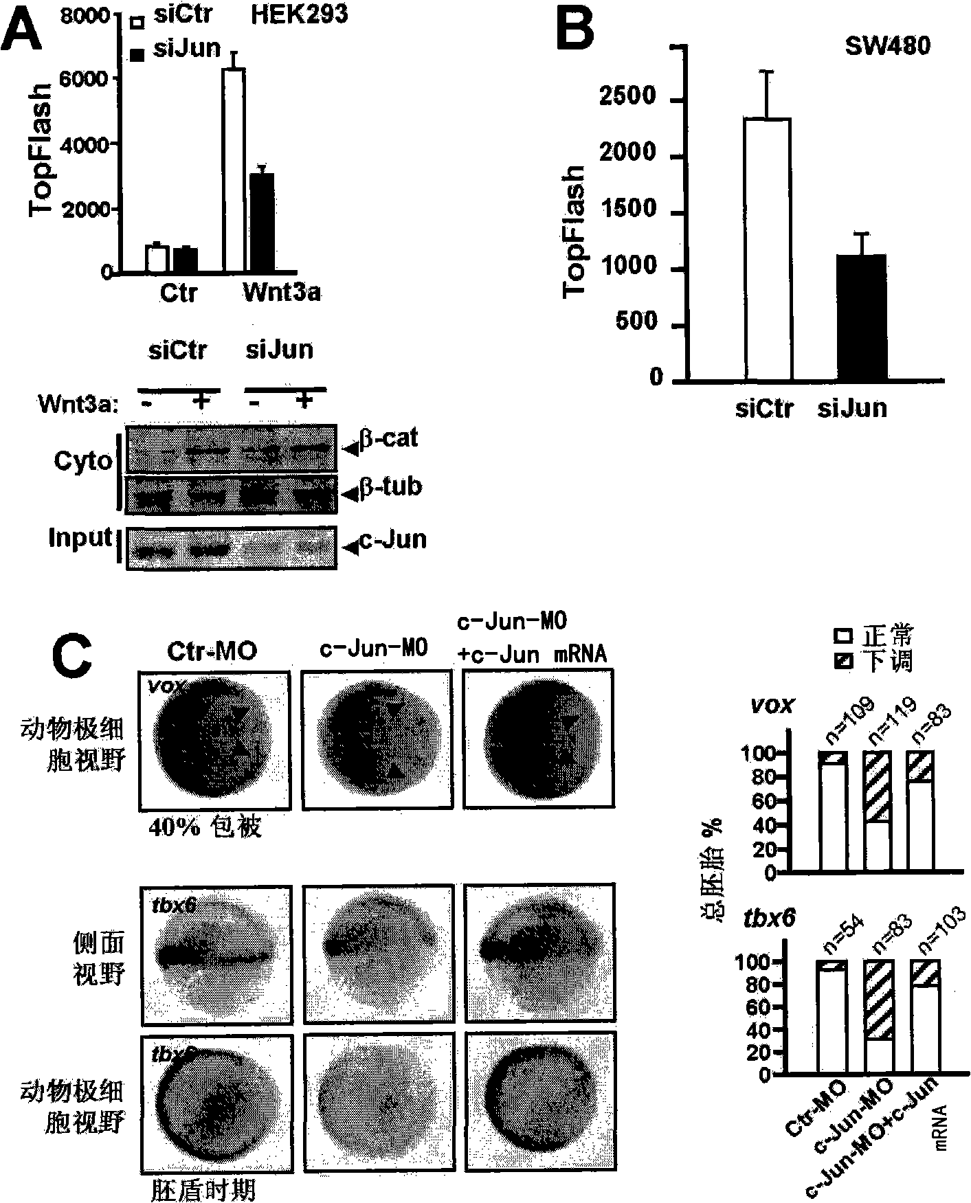 Novel function of c-Jun participating in classical Wnt signal transduction path