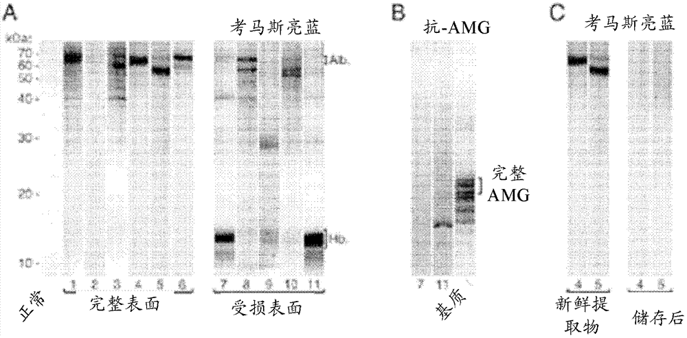 Kit and method for detecting porous dental hydroxy apatite