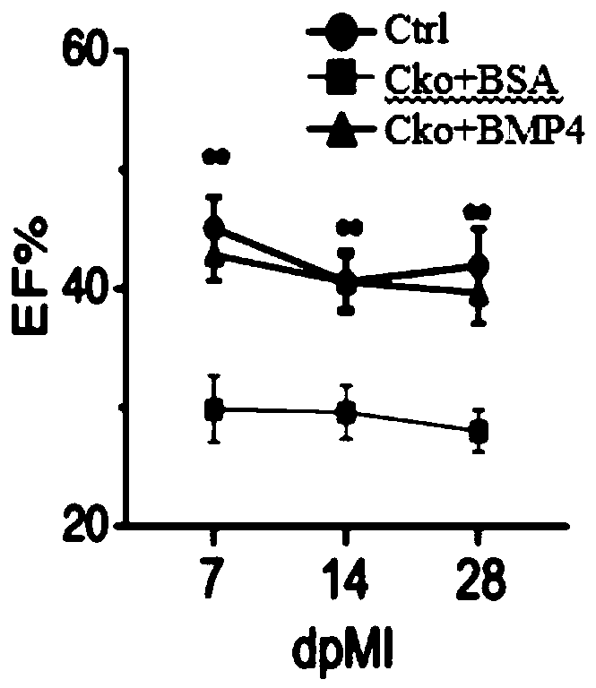 Application of BMP4 protein for preparation of drugs for autoimmune diseases