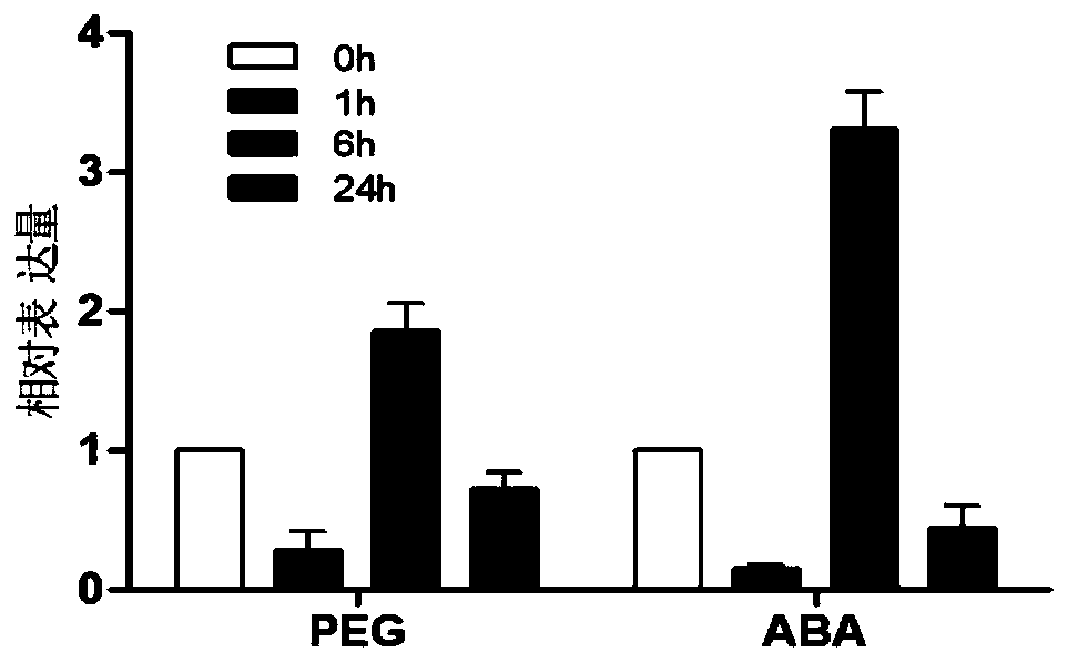 Rice drought tolerance-related transcription factor OsAE10 and coding gene and application thereof