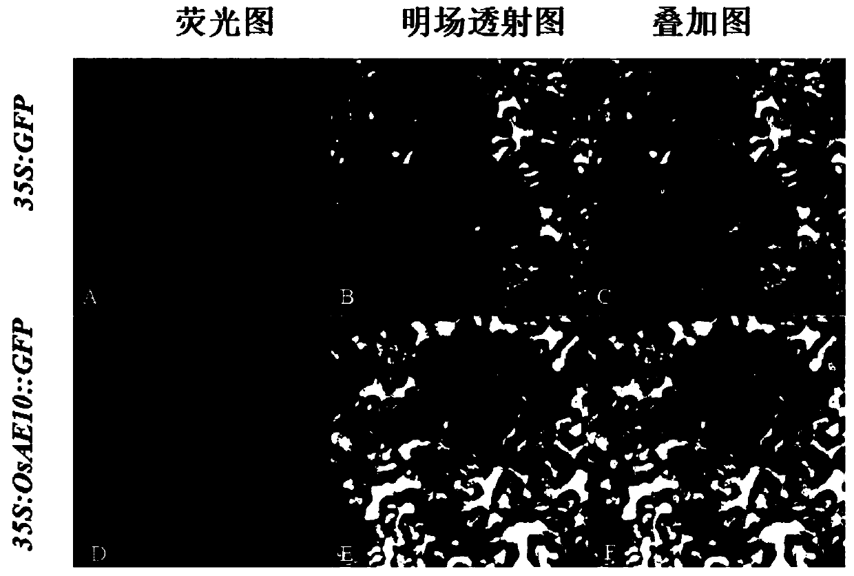 Rice drought tolerance-related transcription factor OsAE10 and coding gene and application thereof