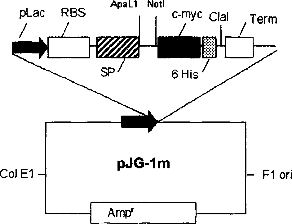 Specific antibody fragments for the human carcinoembryonic antigen (cea)