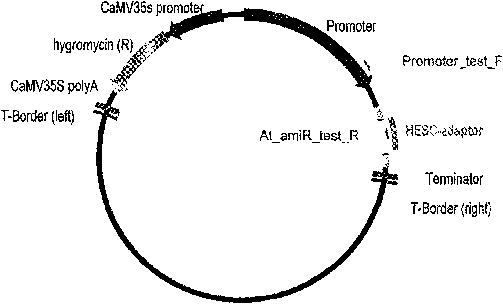 Rapid construction of Arabidopsis artificial miRNA gene interference vector