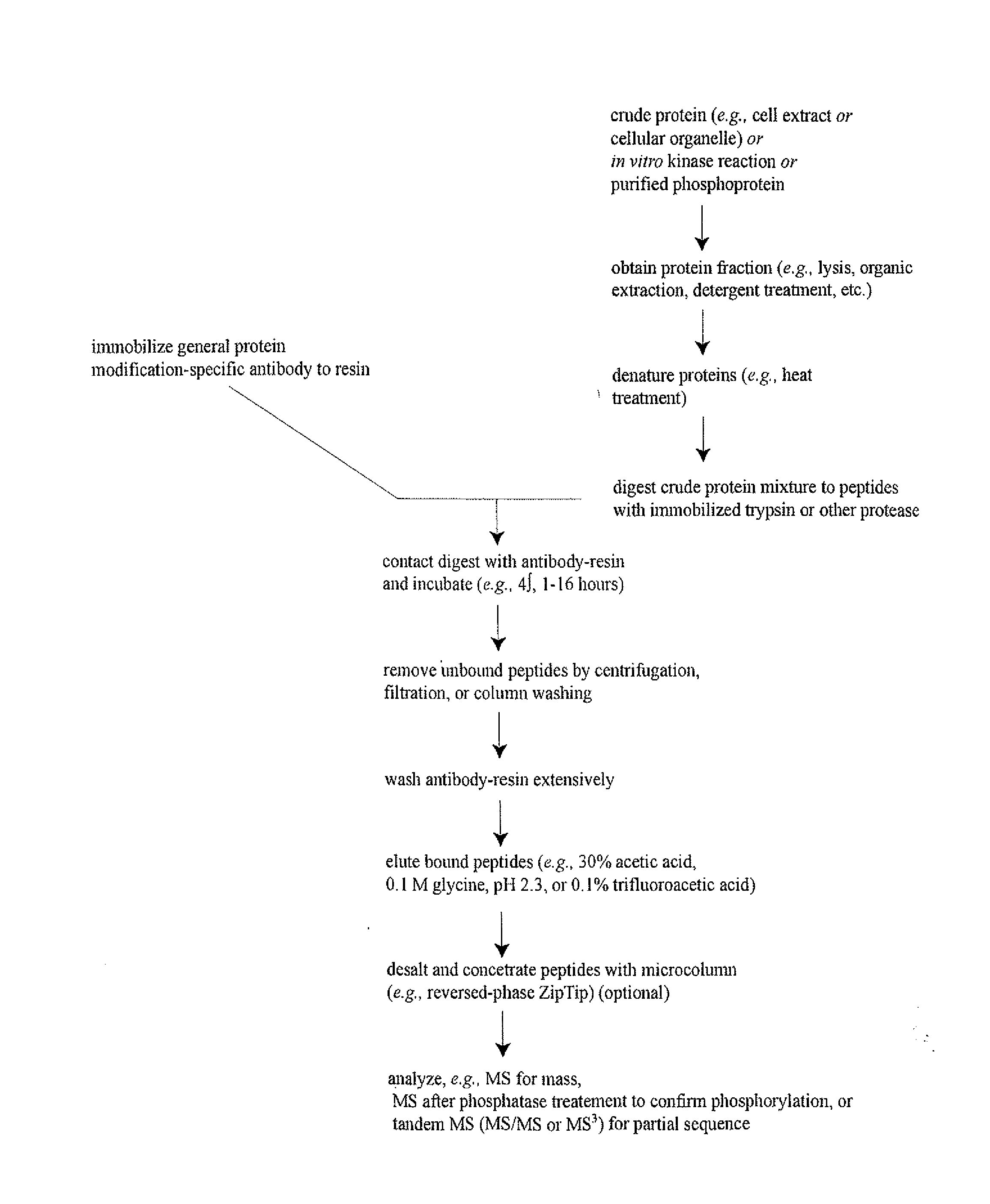 Serine, Threonine, and Tyrosine Phosphorylation Sites