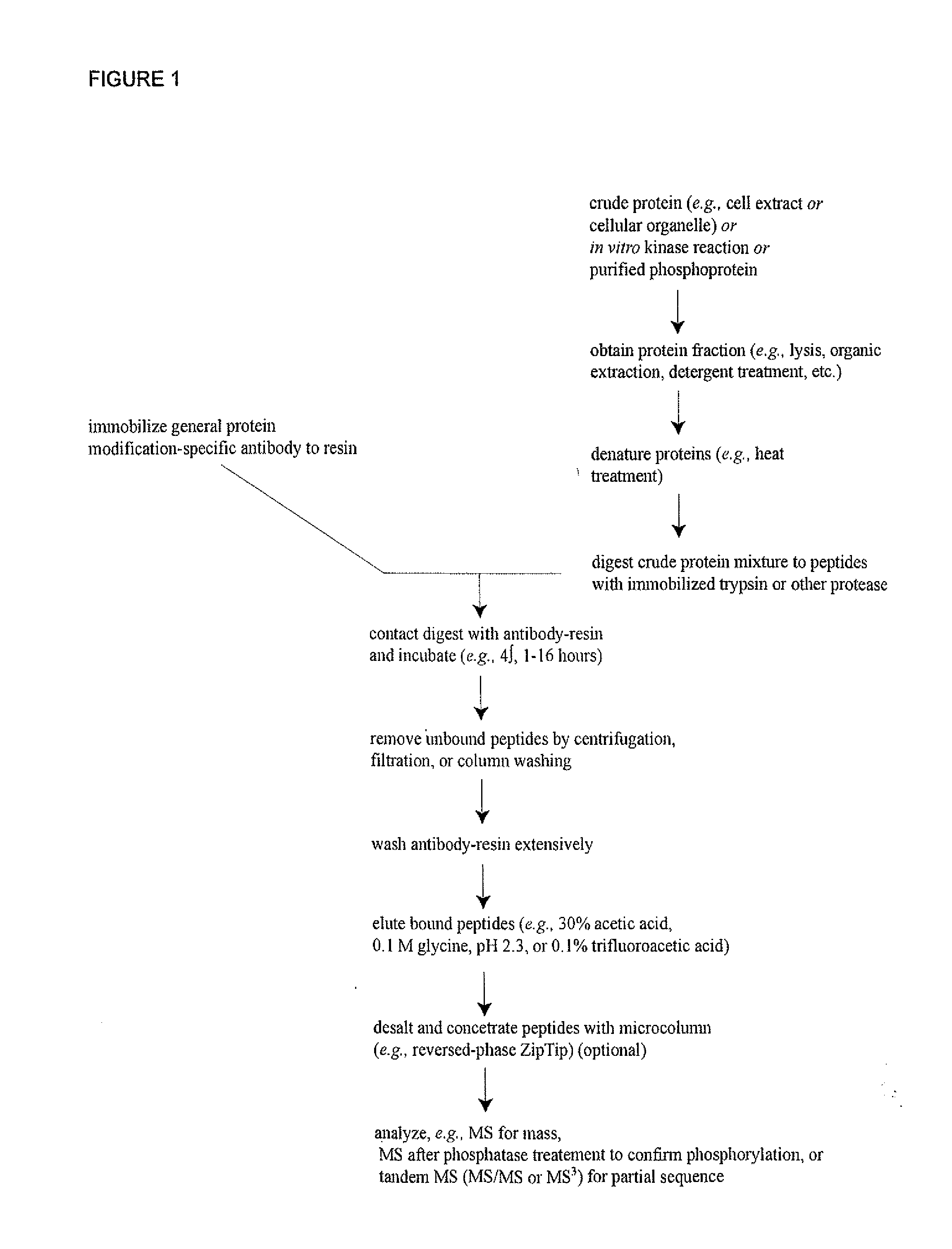 Serine, Threonine, and Tyrosine Phosphorylation Sites