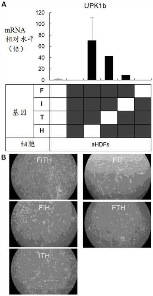 Inducer for urinary tract epithelial cells and inducing method for urinary tract epithelial cells