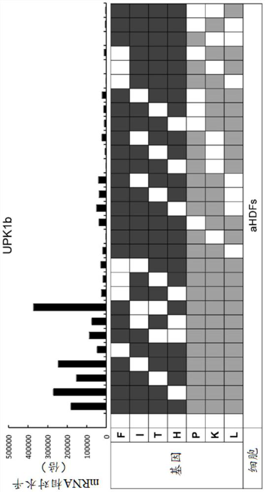 Inducer for urinary tract epithelial cells and inducing method for urinary tract epithelial cells