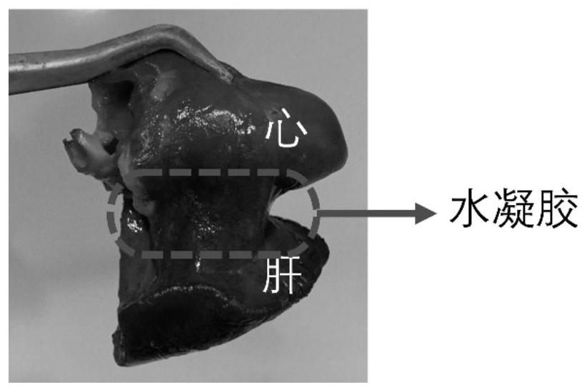 Preparation method of a multi-responsive self-healing self-adhesive hydrogel