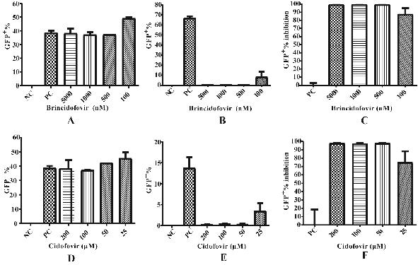 High-throughput screening method and application of drug for inhibiting human adenovirus proliferation