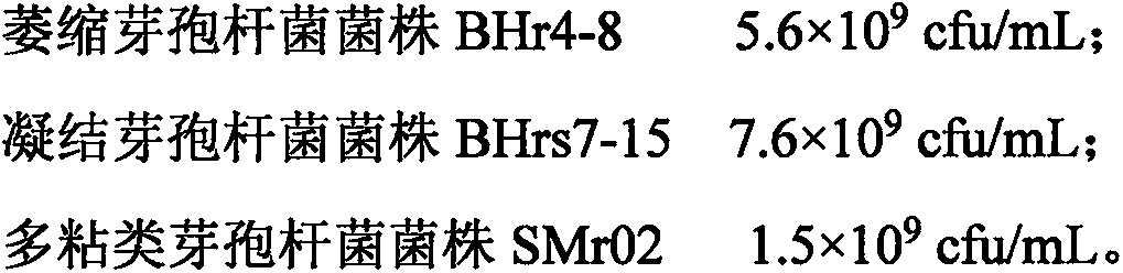 Composite microorganism bacterial agent for ginger, and preparation method and application thereof