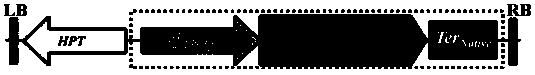 Rice mTERF transcription termination factor gene V14 and application thereof