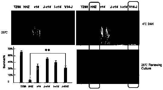 Rice mTERF transcription termination factor gene V14 and application thereof