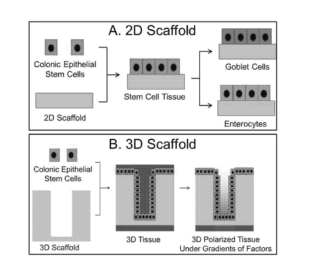 Methods to generate gastrointestinal epithelial tissue constructs