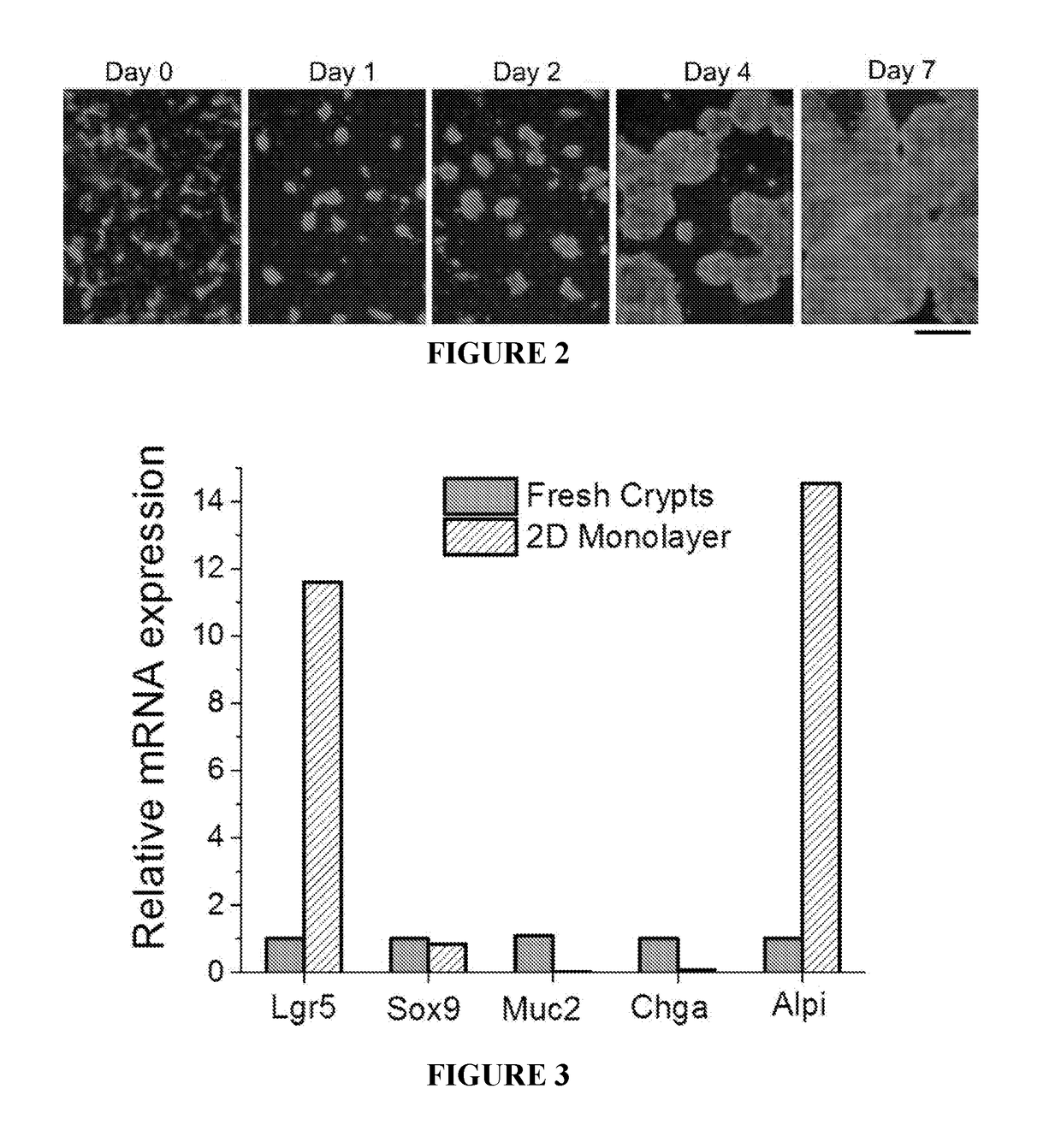 Methods to generate gastrointestinal epithelial tissue constructs