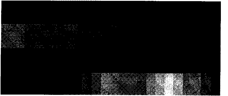 Method for reproducing colors from display to projector by utilizing human eyes