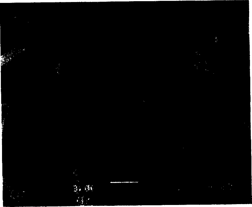 Method for preparing aragonite type calcium carbonate whisker