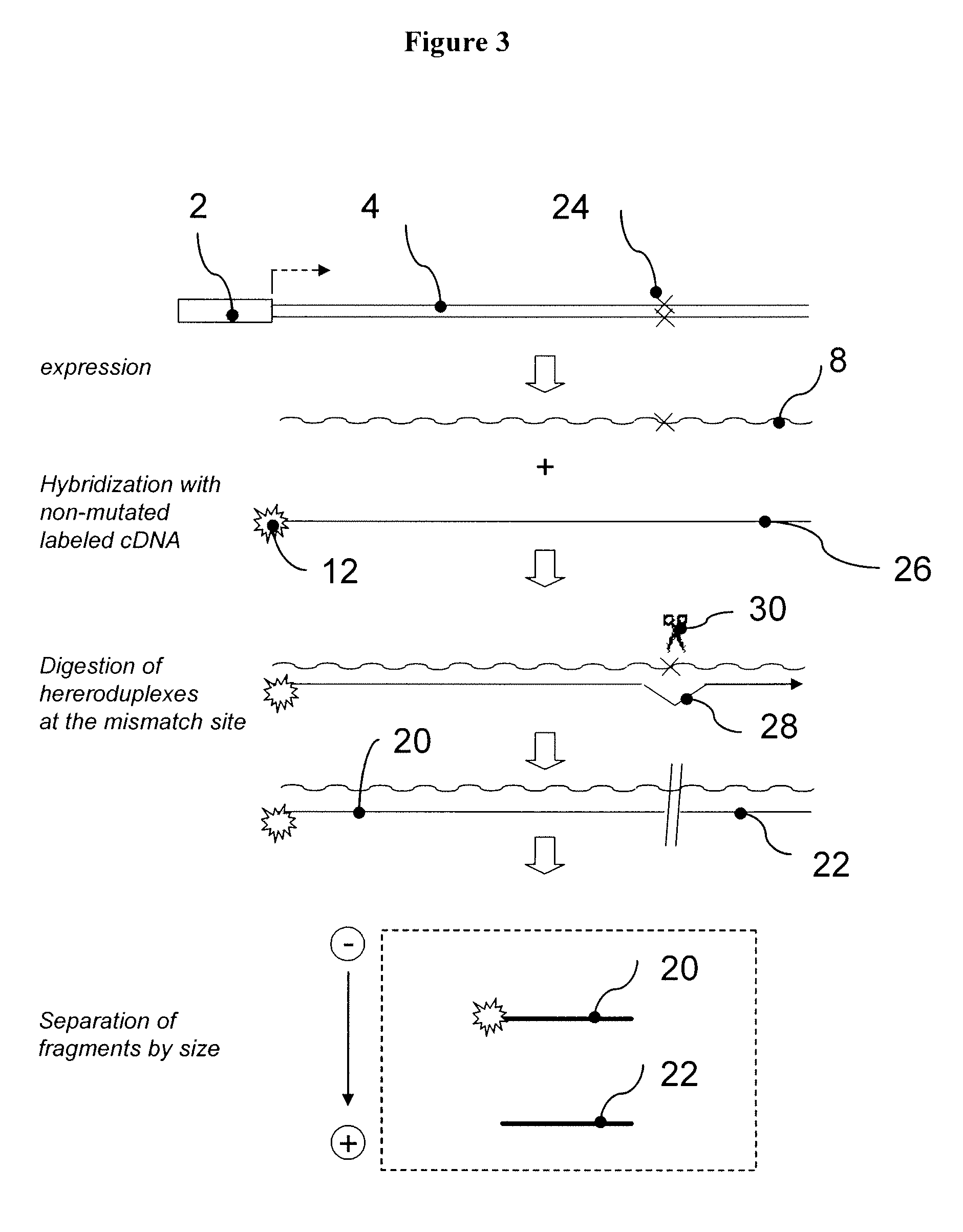 Reporter transcription unit populations and kits comprising same