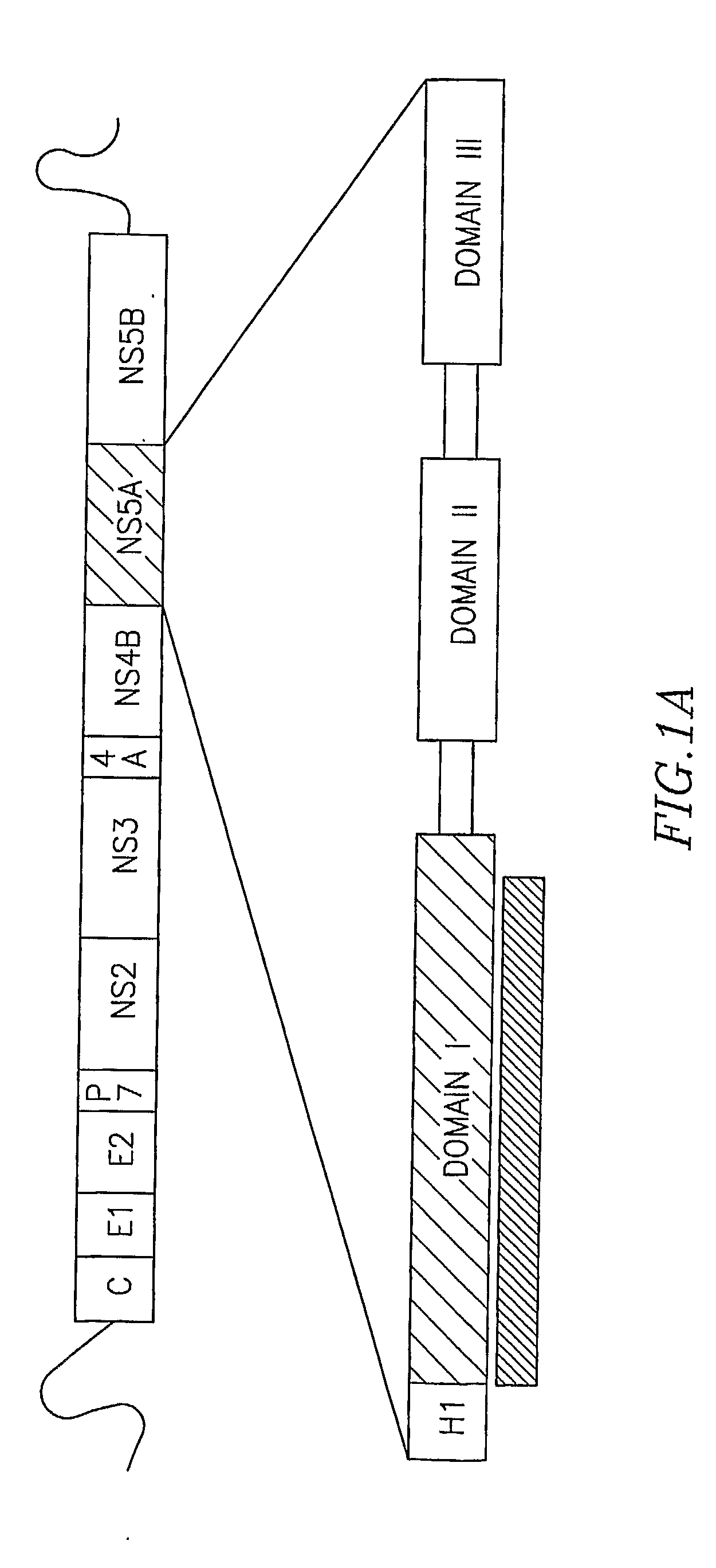 Structure of the Hepatitis C Ns5a Protein