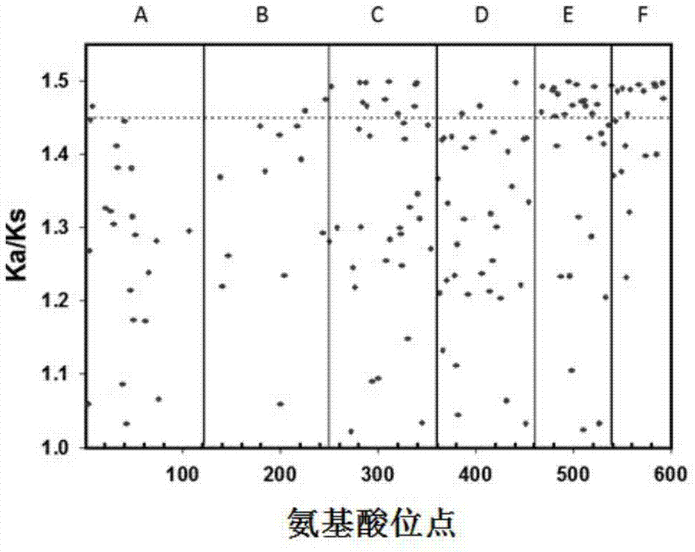 Novel recombinant insect resistant protein as well as preparation method and application thereof