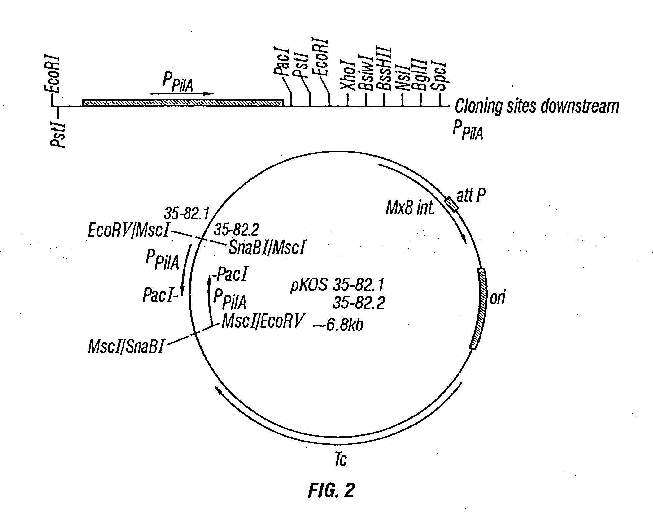 Production of polyketides