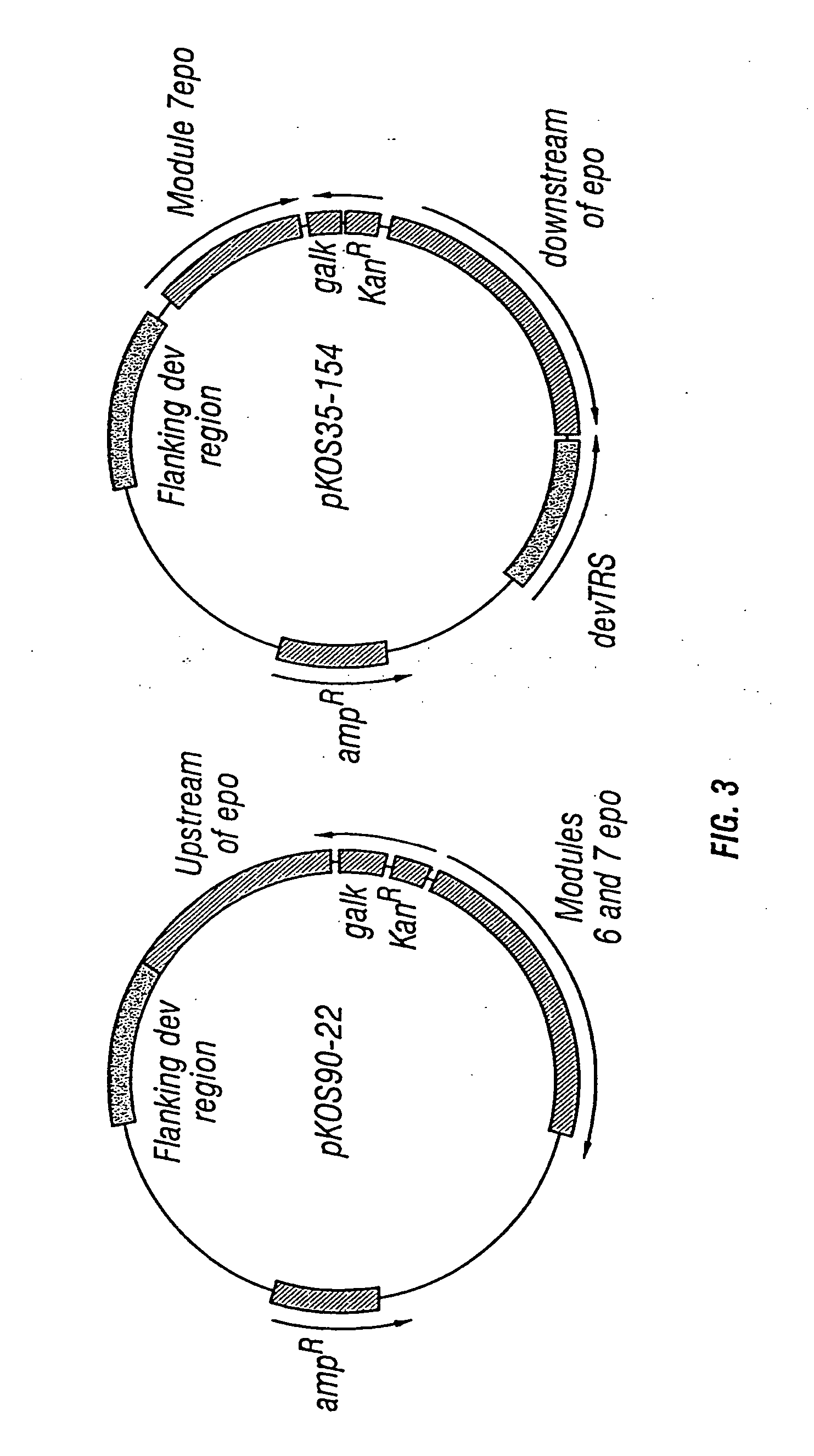 Production of polyketides