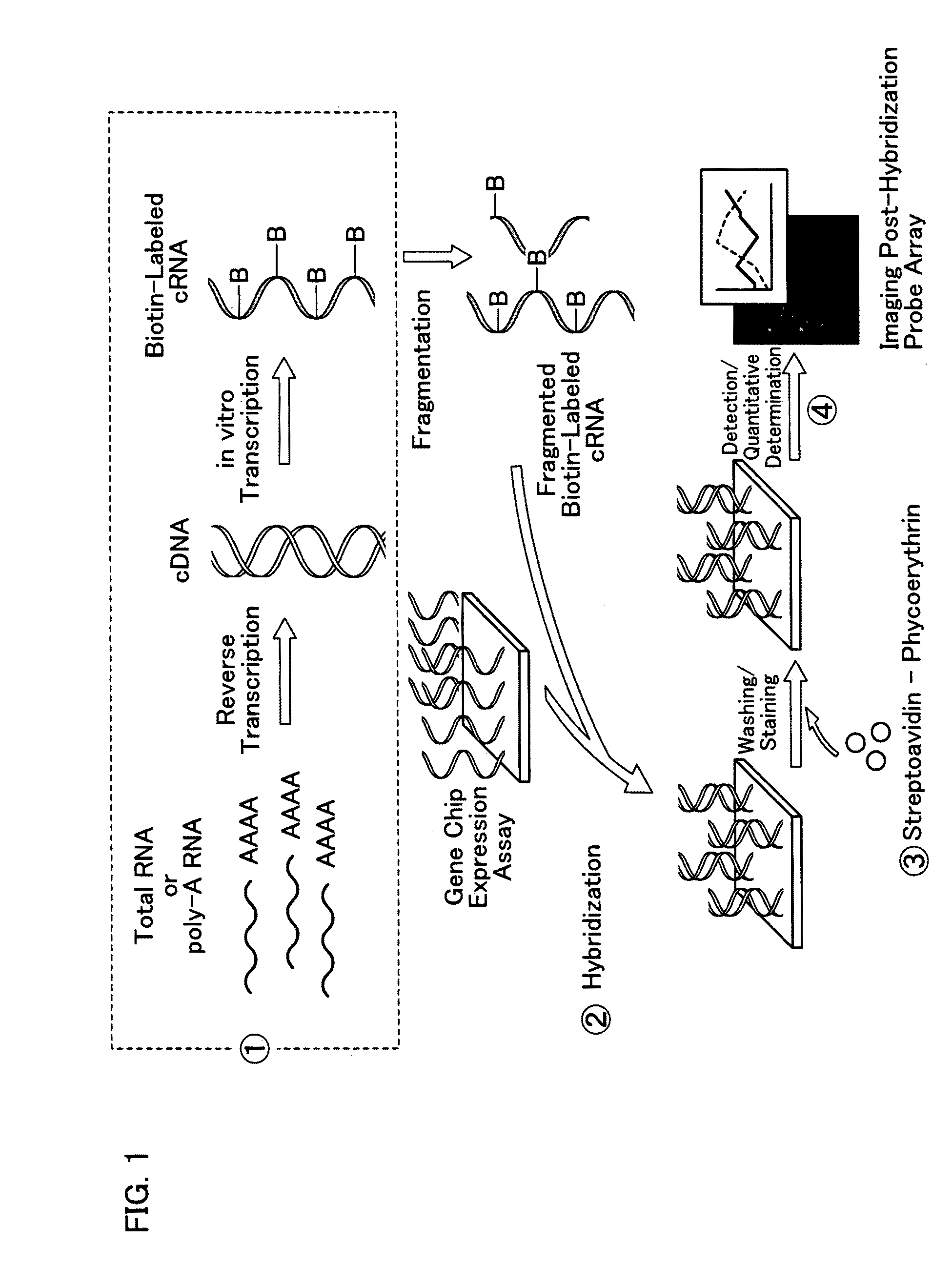 Method for distinguishing mesenchymal stem cell using molecular marker and use thereof