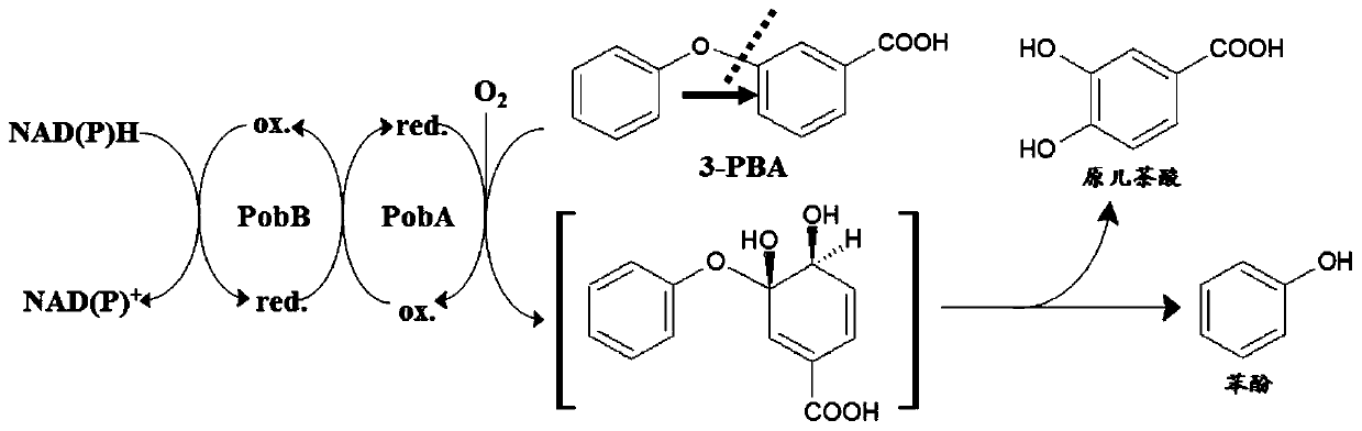 Angular dioxygenase gene dpea1a2 and its application