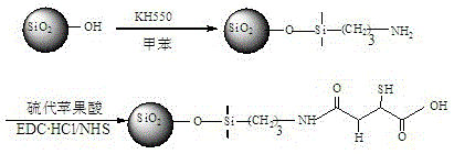 Separation and enrichment of silica gel modified with thiomalic acid - flame atomic absorption spectrometry for the determination of trace lead and cadmium in water samples