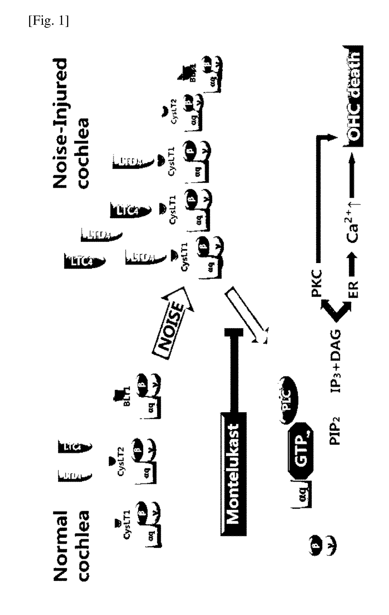 Pharmaceutical composition for treating or preventing sensorineural hearing loss, containing cysteinyl leukotriene receptor antagonist and ginkgo leaf extract