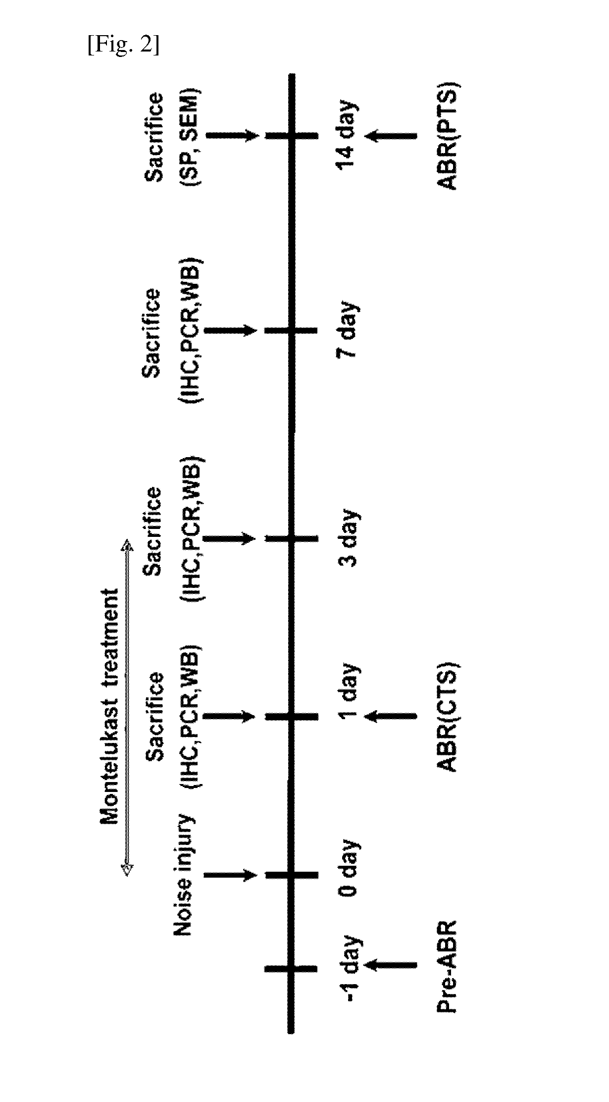 Pharmaceutical composition for treating or preventing sensorineural hearing loss, containing cysteinyl leukotriene receptor antagonist and ginkgo leaf extract