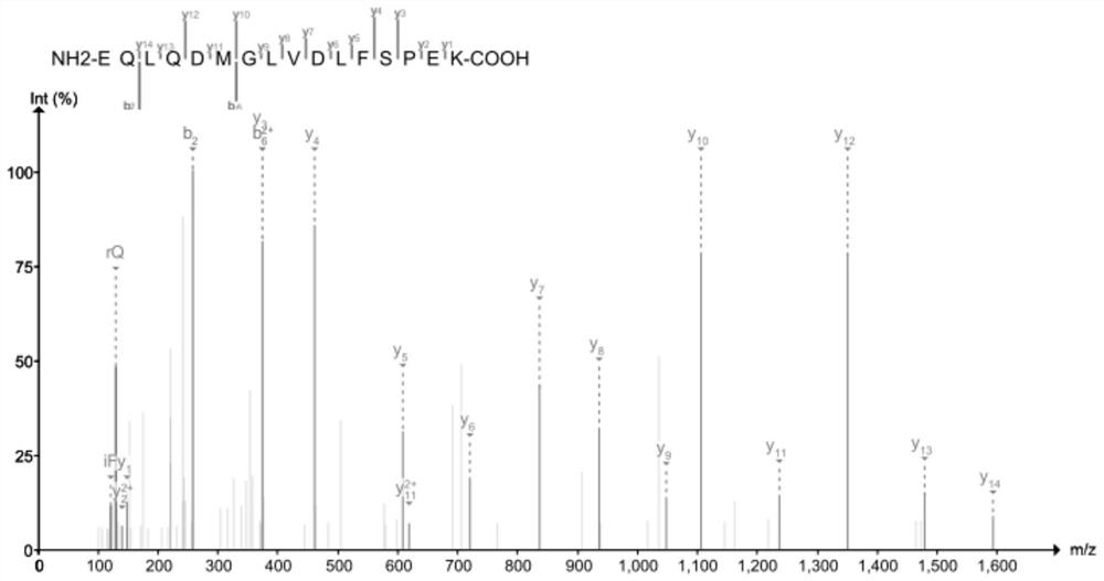 Skin aging protein marker-ANT3 protein and non-invasive extraction method thereof