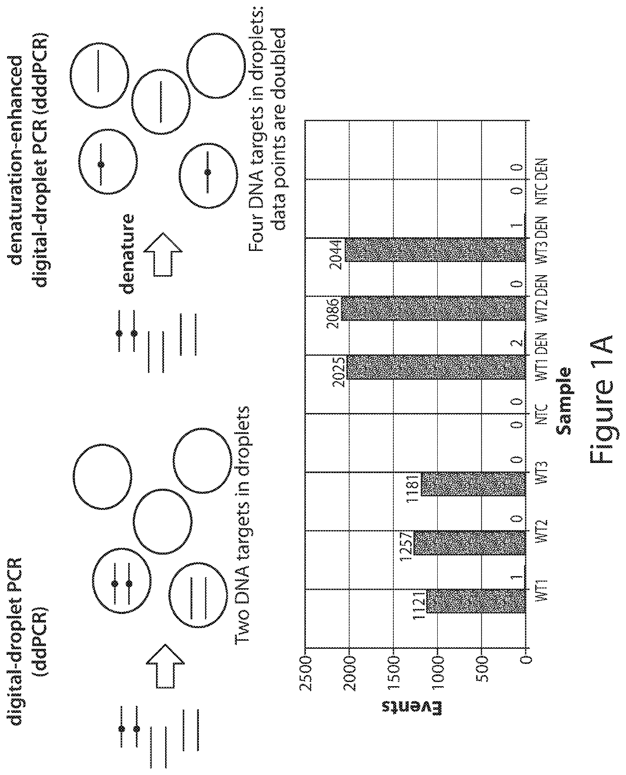 Denaturation-enhanced DNA mutation testing for limited biological specimens