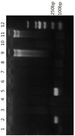 PCR special primer pair for identifying pig-cattle-sheep derived ingredients in livestock and poultry meat based on mitochondrion COI gene, PCR identification method and reagent kit