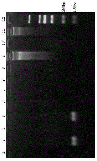 PCR special primer pair for identifying pig-cattle-sheep derived ingredients in livestock and poultry meat based on mitochondrion COI gene, PCR identification method and reagent kit