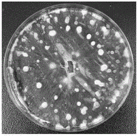 Quick induced spore production method and application of Phomopsis