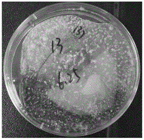 Quick induced spore production method and application of Phomopsis